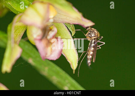 Maison bagués moustique, moustique bagués, anneau-footed gnat (Culiseta annulata, Theobaldia annulata), maison bagués suce le nectar des moustiques Epipactis hellebornie, Allemagne, Mecklembourg-Poméranie-Occidentale Banque D'Images