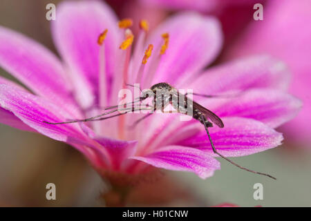 Maison bagués moustique, moustique bagués, anneau-footed gnat (Culiseta annulata, Theobaldia annulata), en lignes house sur une fleur de moustiques, l'Allemagne, Mecklembourg-Poméranie-Occidentale Banque D'Images