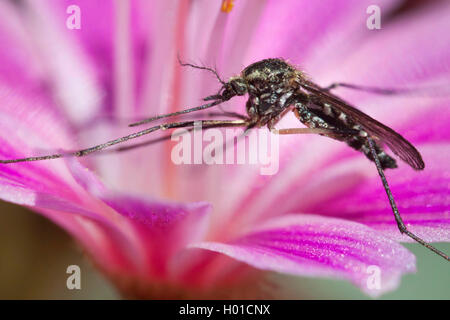 Maison bagués moustique, moustique bagués, anneau-footed gnat (Culiseta annulata, Theobaldia annulata), en lignes house sur une fleur de moustiques, l'Allemagne, Mecklembourg-Poméranie-Occidentale Banque D'Images