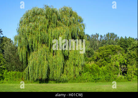 Golden saule pleureur (Salix x Chrysocoma', 'spulcralis Salix x chrysocoma, Salix chrysocoma), seul arbre, Germany, Huetter Wohld, Parkentin Banque D'Images