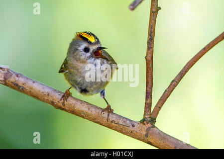 Goldcrest (Regulus regulus), homme chante, Allemagne, Mecklembourg-Poméranie-Occidentale Banque D'Images