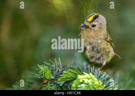 Goldcrest (Regulus regulus), homme avec le fourrage dans son projet de loi sur une brindille, Allemagne, Mecklembourg-Poméranie-Occidentale Banque D'Images