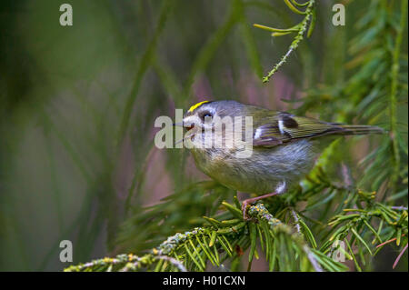 Goldcrest (Regulus regulus), homme chante, Allemagne, Mecklembourg-Poméranie-Occidentale Banque D'Images