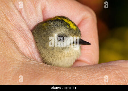 Goldcrest (Regulus regulus), d'une part, l'Allemagne, Mecklembourg-Poméranie-Occidentale Banque D'Images