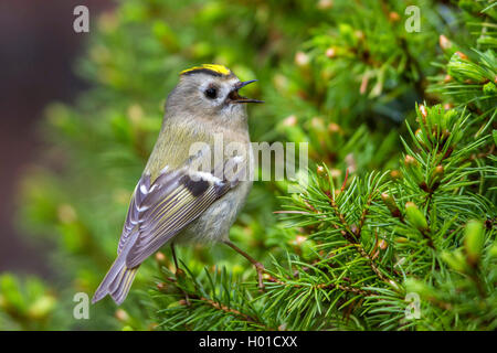 Goldcrest (Regulus regulus), homme chante, Allemagne, Mecklembourg-Poméranie-Occidentale Banque D'Images