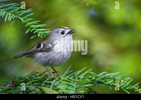 Goldcrest (Regulus regulus), homme chante, Allemagne, Mecklembourg-Poméranie-Occidentale Banque D'Images