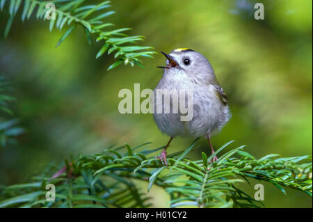 Goldcrest (Regulus regulus), homme chante, Allemagne, Mecklembourg-Poméranie-Occidentale Banque D'Images