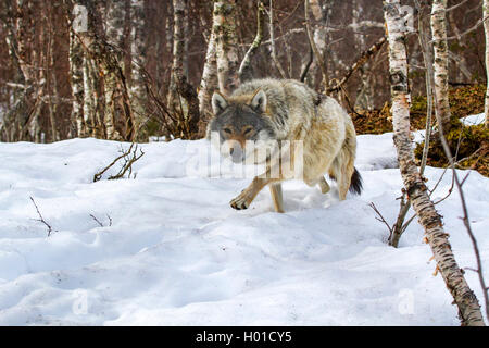 Le loup gris d'Europe (Canis lupus lupus), la traque à travers la neige, Norvège Banque D'Images