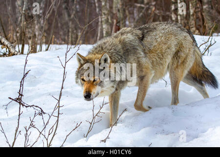 Le loup gris d'Europe (Canis lupus lupus), la traque à travers la neige, Norvège Banque D'Images