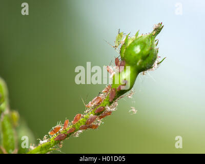 (Aphidoidea pucerons), greenflies sur un bouton de rose, l'Allemagne, Rhénanie du Nord-Westphalie Banque D'Images