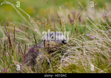 Marmotte des Alpes (Marmota marmota), collecte de l'herbe dans une prairie alpine, Suisse, Valais Banque D'Images