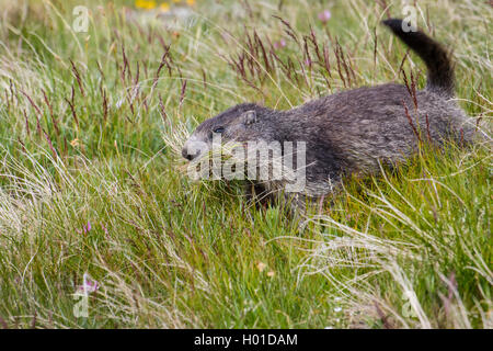 Marmotte des Alpes (Marmota marmota), collecte de l'herbe dans une prairie alpine, Suisse, Valais Banque D'Images