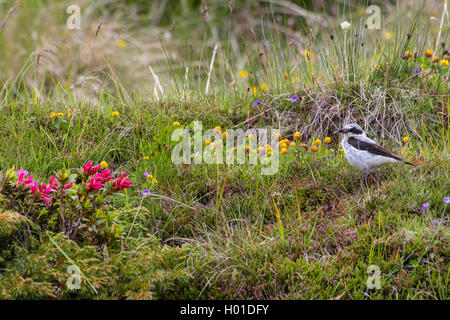 Steinschmaetzer (Oenanthe oenanthe), bei der Nahrungssuche auf einer alpinen Sonnenstube, Schweiz, Wallis | traquet motteux (NISO Banque D'Images