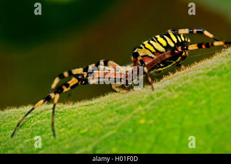 Noir et jaune argiope, noir et jaune spider Argiope bruennichi (jardin), se trouve sur une feuille, Allemagne Banque D'Images