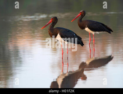 La cigogne noire (Ciconia nigra), deux cigognes debout dans l'eau peu profonde, vue de côté, la Grèce, Lesbos Banque D'Images