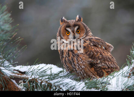 Long-eared Owl (Asio otus), assis sur une branche de conifère enneigées, l'Allemagne, la Bavière Banque D'Images