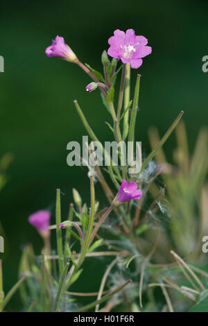 Fiddle-herbe, grand willow-herb (Epilobium hirsutum), blooming, Allemagne Banque D'Images