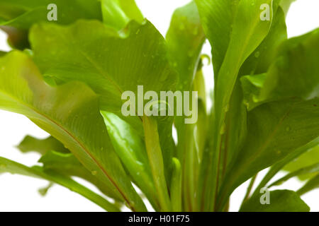 Asplenium nidus, fougère nid d'oiseau isolé sur fond blanc Banque D'Images