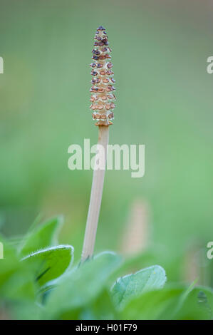 La prêle des champs (Equisetum arvense), cône, Allemagne Banque D'Images