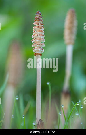 La prêle des champs (Equisetum arvense), cône, Allemagne Banque D'Images