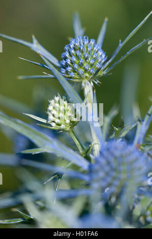 Holly mer améthyste, améthyste, améthyste eryngium Eryngium amethystinum eryngo (en fleurs), Banque D'Images