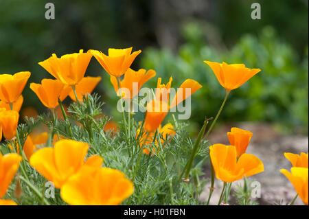 Pavot de Californie, pavot de Californie, gold poppy (Eschscholzia californica), blooming Banque D'Images