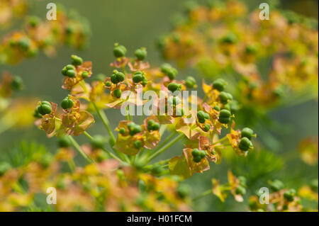 L'euphorbe cyprès (Euphorbia cyparissias), la fructification, Allemagne Banque D'Images