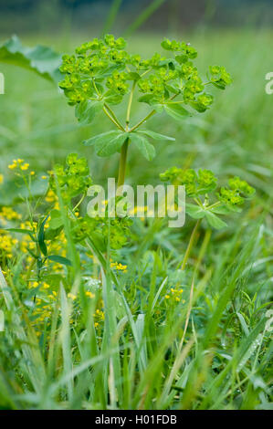 L'euphorbe ésule, wartweed soleil d'été, l'euphorbe ésule (Euphorbia helioscopia), blooming, Allemagne Banque D'Images