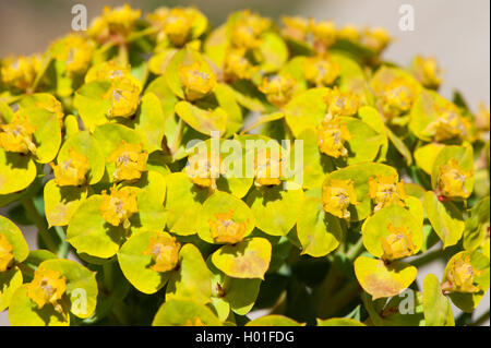 L'euphorbe rampante, queue de l'Âne, Myrtle Spurge (Euphorbia myrsinites), blooming Banque D'Images