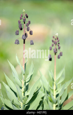 Persian fritillary (Fritillaria persica), blooming Banque D'Images