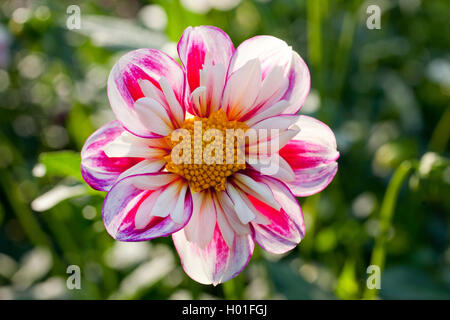 Georgina (Dahlia 'Rumble Bumble Bumble Rumble', Dahlia), le cultivar Bumble Rumble Banque D'Images