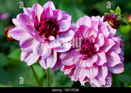 Georgina (Dahlia 'Crème de Cassis', Dahlia Crème de Cassis), le cultivar de crème de cassis Banque D'Images