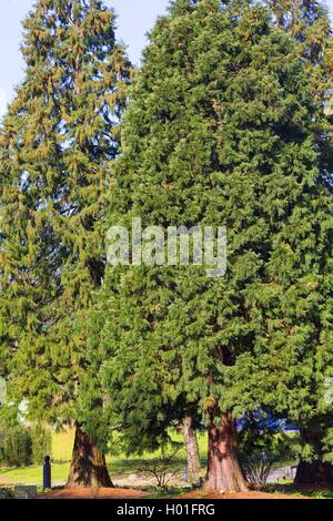 Le séquoia géant, géant (Sequoiadendron giganteum), deux arbres Banque D'Images