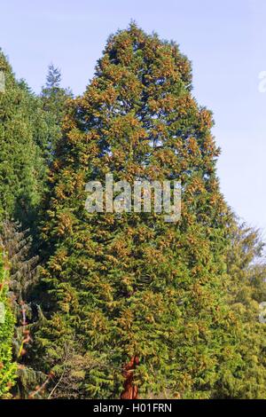 Le séquoia géant, géant (Sequoiadendron giganteum), arbre à fleurs mâles Banque D'Images