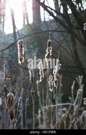 Les quenouilles, quenouilles à feuilles larges à larges feuilles, queue de chat, super reedmace, roseaux (Typha latifolia), avec l'Allemagne, les graines de spadices Banque D'Images