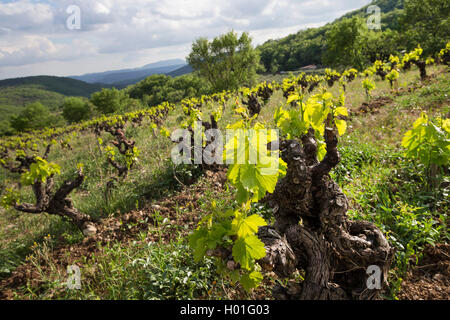 Vigne raisin, vigne (Vitis vinifera), l'analyse des feuilles au printemps, France, Languedoc-Roussillon Banque D'Images