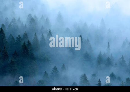 Matin brume sur la Forêt-Noire, Allemagne, Bade-Wurtemberg, Forêt Noire, Schauinsland Banque D'Images