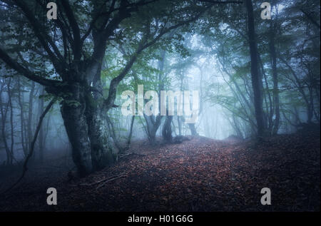 Forêt de brouillard sombre. Automne forêt mystique avec sentier dans le brouillard bleu. Vieil arbre. Beau paysage avec des arbres, chemin, feuilles colorées Banque D'Images