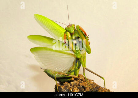 (Mantis religiosa Europaeische Gottesanbeterin), dans Drohgebaerde, Spanien | prédateurs européens (Mantis Mantis religiosa), threate Banque D'Images