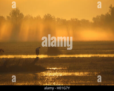 Cigogne Blanche (Ciconia ciconia), au coucher du soleil avec waft de brouillard, l'Espagne, le Parc National d'Aiguamolls, Katalonia Banque D'Images