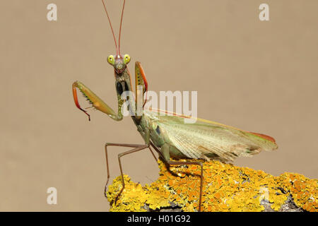 (Mantis religiosa Europaeische Gottesanbeterin), auf einem flechtenbewachsenen Drohhaltung Stueck Holz, dans, Spanien | European p Banque D'Images