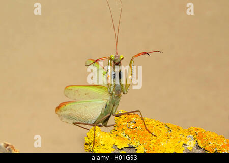 (Mantis religiosa Europaeische Gottesanbeterin), auf einem flechtenbewachsenen Drohhaltung Stueck Holz, dans, Spanien | European p Banque D'Images