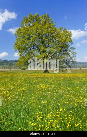 Chêne (Quercus spec.), seul arbre sur une prairie au printemps renoncule, Suisse Banque D'Images