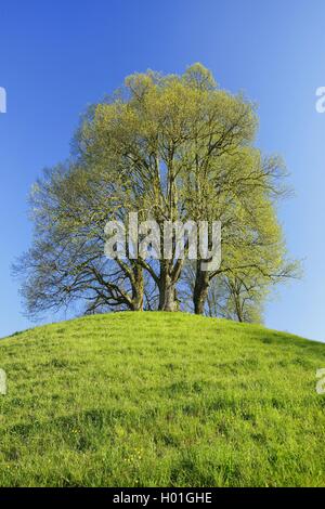 Le tilleul, Tilleul, tilleul (Tilia spec.), vert lime fraîche sur une colline au printemps, Suisse