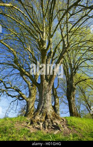 Le tilleul, Tilleul, tilleul (Tilia spec.), groupe au printemps, Suisse Banque D'Images