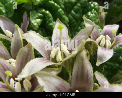 Mandragore (Mandragora officinarum), fleur Banque D'Images