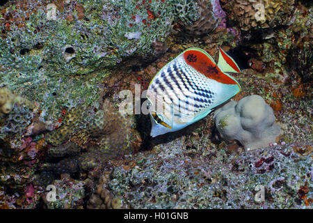 Érythréennes de la mer Rouge (Chaetodon paucifasciatus médiocre), au fond de la mer, l'Égypte, Mer Rouge, Hurghada Banque D'Images