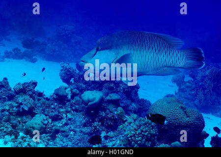 Napoléon, Napoléon (Cheilinus undulatus), à Coral Reef, l'Égypte, Mer Rouge, Hurghada Banque D'Images