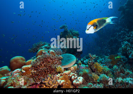 Slingjaw wrasse, Sling-jaw Epibulus insidiator (Napoléon), l'homme, Egypte, Mer Rouge, Hurghada Banque D'Images