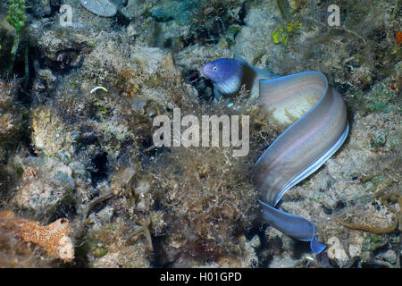 Moray géométrique (Gymnothorax griseus), à Coral Reef, l'Égypte, Mer Rouge, Hurghada Banque D'Images